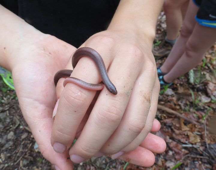 Worm Snake